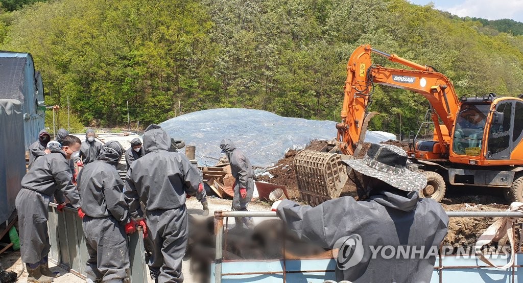 영월 발생농가 4㎞ 이내서 ASF 감염 멧돼지 11건…차단방역 비상