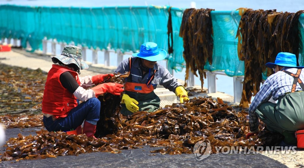 난중일기에도 채취법 기록…통영 견내량 돌미역 채취 시작