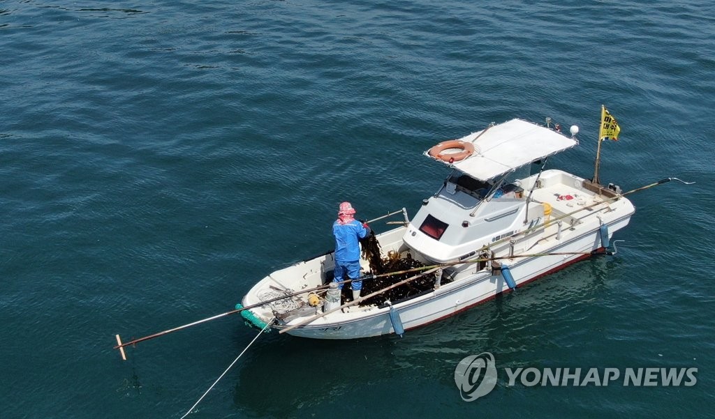 난중일기에도 채취법 기록…통영 견내량 돌미역 채취 시작