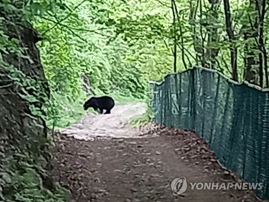 또 역마살 도진 반달가슴곰 '오삼이'…충북 영동에 다시 출몰