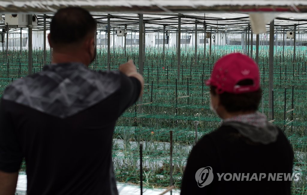 5월에 버려지는 카네이션…수입물량 폭탄·수요감소로 농가 눈물