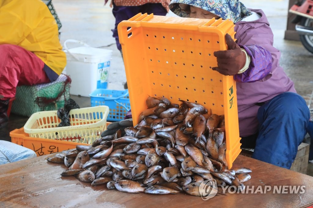 "자리물회 줍서"…'돌아온 제주 자리돔' 수온 높아지자 어획량↑