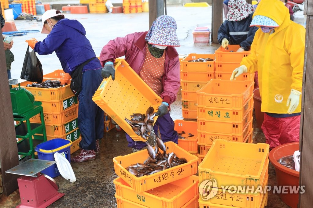 "자리물회 줍서"…'돌아온 제주 자리돔' 수온 높아지자 어획량↑