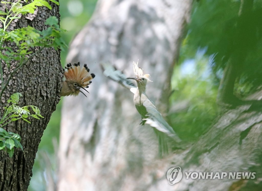 경주에 나타난 하얀색 후투티…생존율 낮아 발견 드문 일