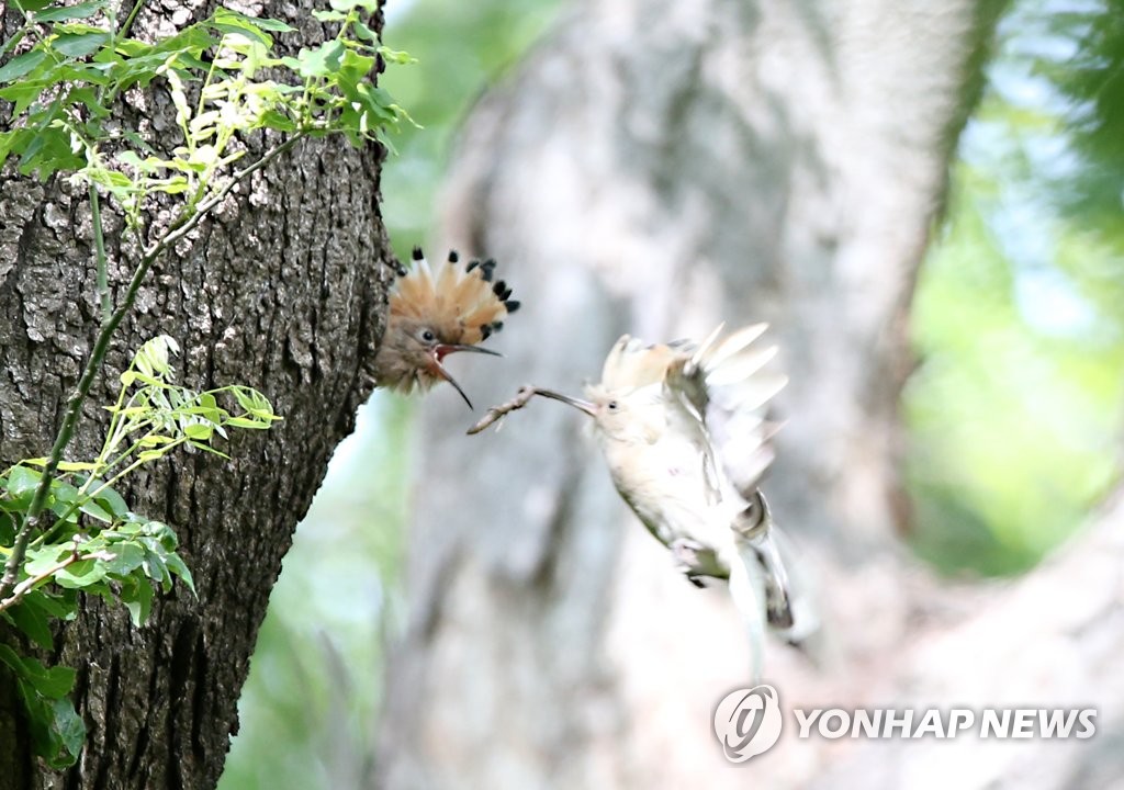 경주에 나타난 하얀색 후투티…생존율 낮아 발견 드문 일