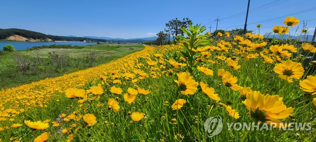 [픽! 양양] 남대천변 유채꽃·금계국 만발