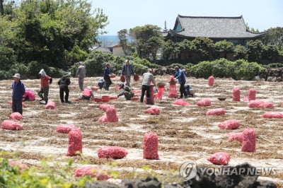 "마늘 수확 일손이 없어요"…제주도, 4만6천여명 지원