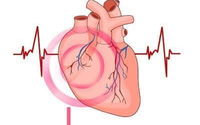 "심장 주위 지방 과다, 심부전 위험 높아진다"