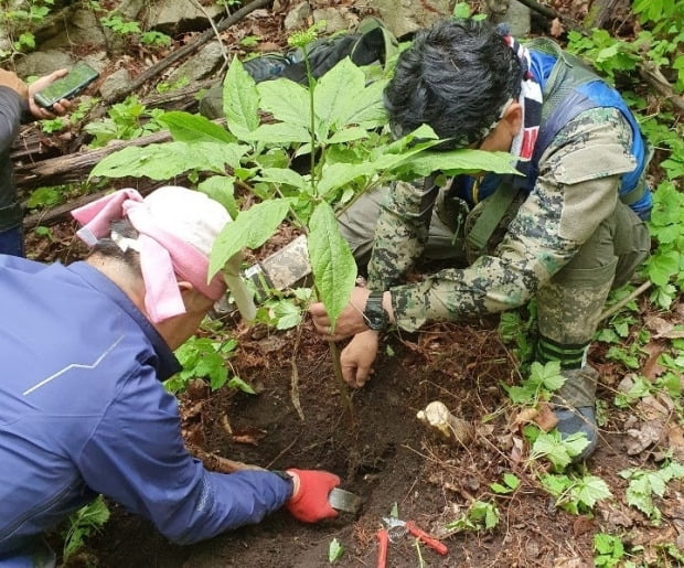 제천 감악산서 길이 1ｍ '대물' 산삼 캐…"100년 더 된 듯"