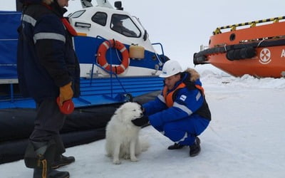 러시아 실종견, 북극 얼음 위에서 발견 '주인과 극적 재회' 
