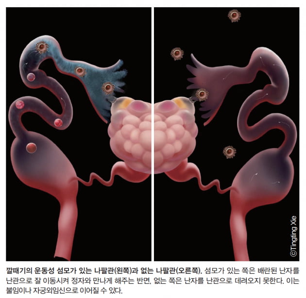 [과학에서 산업찾기] ‘건강한’ 피임약을 찾아서… 나팔관 수송 논쟁 종결되나