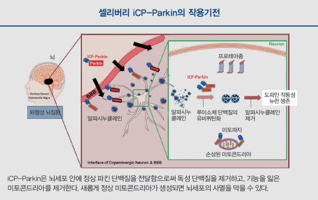 [Cover Story - part.5] 뇌세포 ‘프리패스’로 통과, 고장 난 청소부 살려 알츠하이머 치료 나서는 셀리버리