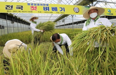 임금님표이천쌀 전국 첫 벼베기