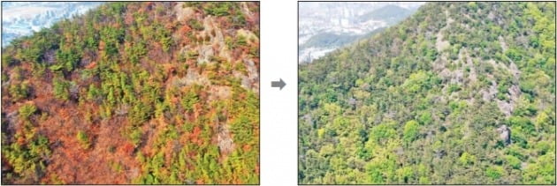 전남 여수시 평여동 일원 소나무재선충병 방제 전(왼쪽)과 방제 후(오른쪽) 전경. 산림청 제공
