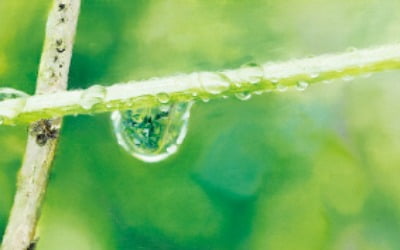 [그림이 있는 아침] 물방울의 찰나적 아름다움…이영수 '자연의 이미지'