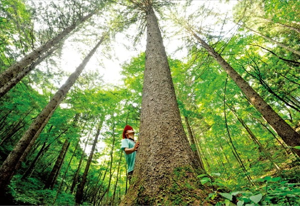 덕유산 자연휴양림의 독일 가문비나무. 산림청 제공