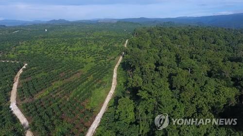 "중국은 불법벌목 '물주'"…태평양 지역 숲 망가진다