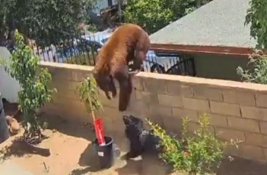 어미 곰보다 강한 엄마 견주…17살 소녀, 개 공격하는 곰 쫓아내