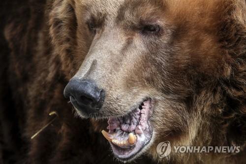 야생곰 공격에 팔·다리 물린 러 남성 죽은척해 위기 모면