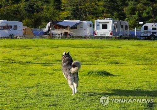 "반려견과 1박2일 즐겨요"…임실군, 6월 주말마다 '차박 캠핑'