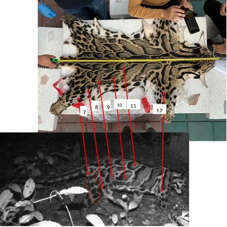 매물 나온 표범 가죽, 작년 찍힌 멸종위기종?…무늬 12곳 유사