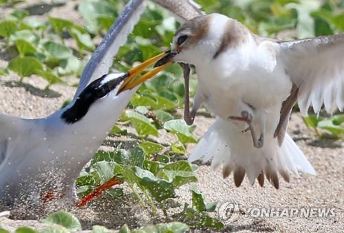 먹이 놓고 다툰 쇠제비갈매기와 흰물떼새…일진일퇴 거듭