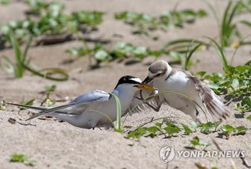 먹이 놓고 다툰 쇠제비갈매기와 흰물떼새…일진일퇴 거듭