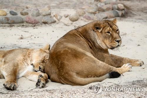 인도 동물원 사자 9마리 코로나19 무더기 확진…한 마리는 죽어