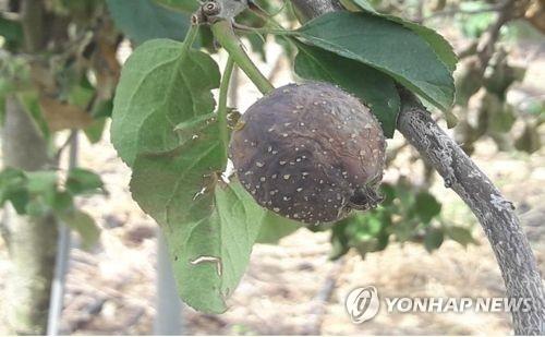 안동서 과수화상병 추가 확진…첫 발생지 인근 사과 농장