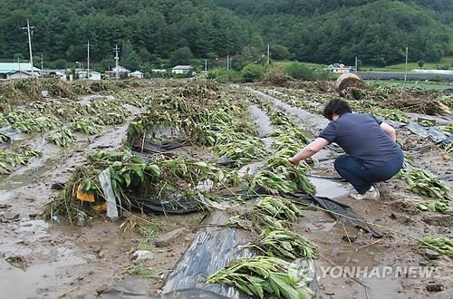 전북도, '이른 장마' 대비 농작물 관리 철저 당부