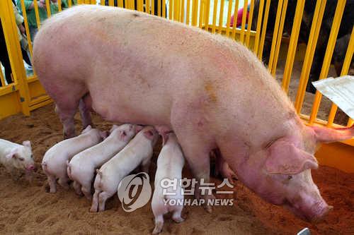 대만 중부서 `돼지독감 바이러스' 인간 감염 확인…대만 첫 사례