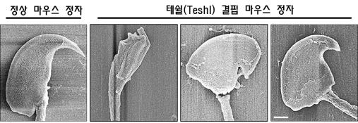 Y염색체 도와 출생 성비 균형 맞추는 역할 하는 RNA 찾았다