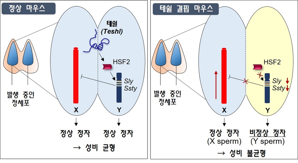 Y염색체 도와 출생 성비 균형 맞추는 역할 하는 RNA 찾았다