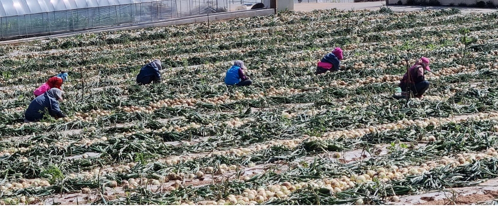 농협, 양파 소비 촉진 캠페인…하나로마트서 20% 할인 판매