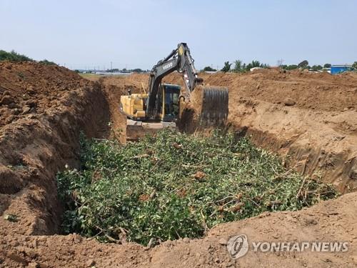 안동·예산 사과밭까지 옮겨간 과수화상병…전국 방제 초비상