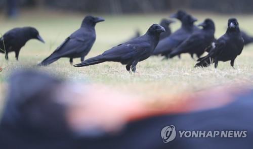 러 연해주서 행인에 달려드는 까마귀 공격…주민들 골치