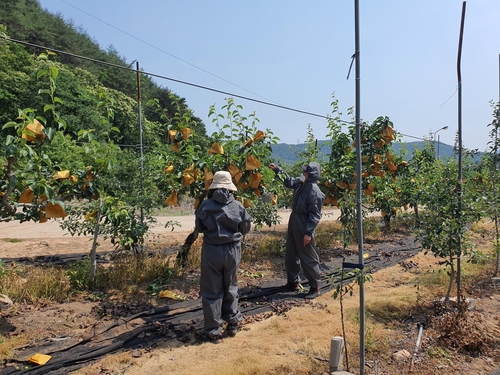 경주·영덕 사과·배 농가에 과수화상병 사전방제 행정명령(종합)