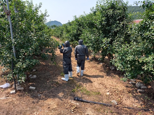 경주·영덕 사과·배 농가에 과수화상병 사전방제 행정명령(종합)