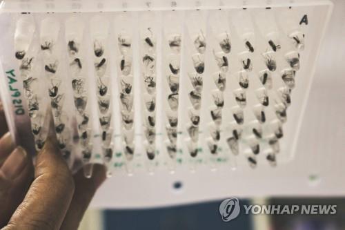 "불임 모기 만들어 뎅기열 퇴치"…인니 실험서 감염률 4분의 1로