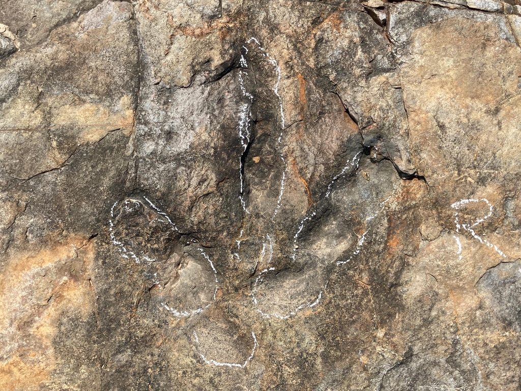 의성 남대천 일원서 1억년 전 공룡 발자국 화석 무더기 발견