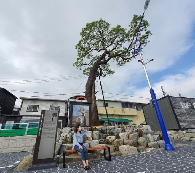 200년 회화나무가 자랑거리…경남 고성 공룡시장 주차장