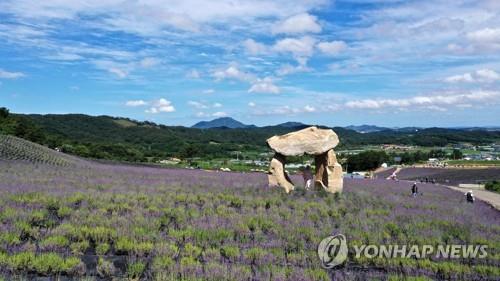 [픽! 정읍] '보랏빛 향기에 취해보세요'…허브원 라벤더 활짝