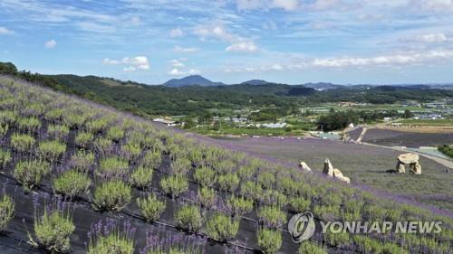 [픽! 정읍] '보랏빛 향기에 취해보세요'…허브원 라벤더 활짝