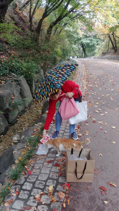 남산 길고양이 돌보기 4년…'캣맘 장학금' 만든 의사