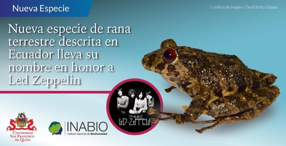에콰도르서 발견된 신종 개구리 '레드 제플린'으로 명명