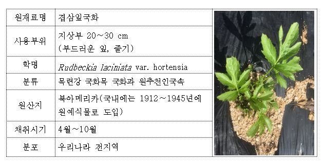 겹삼잎국화 어린잎·줄기, 식품 원료로 인정