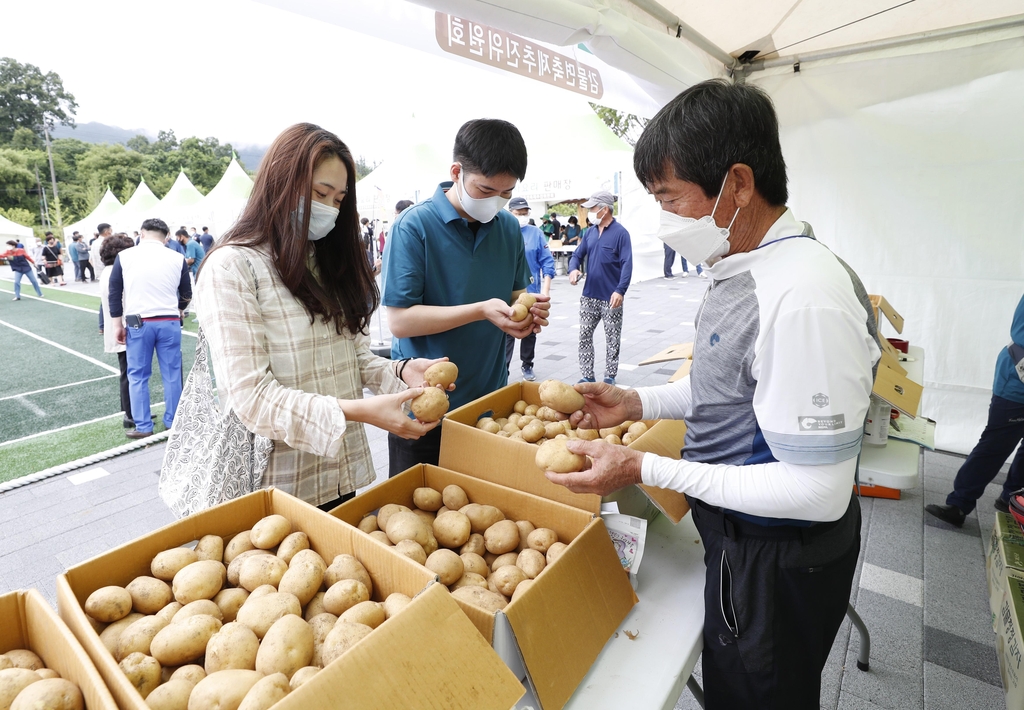 괴산 감물 감자축제 개막…사흘간 직거래·수확 체험행사 열려