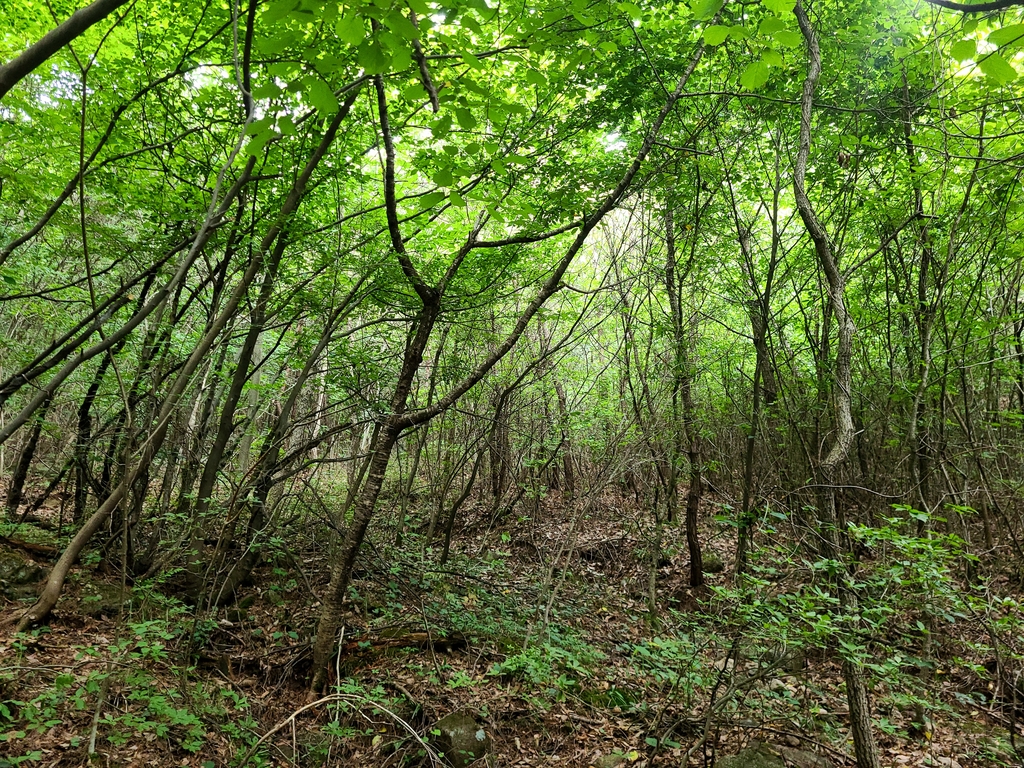 함양 지리산서 '4대 가족 천종산삼' 8뿌리 발견…1억2천만원