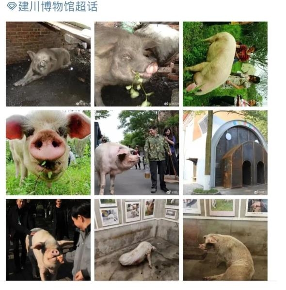 파란만장한 쓰촨 대지진 '영웅 돼지'의 죽음