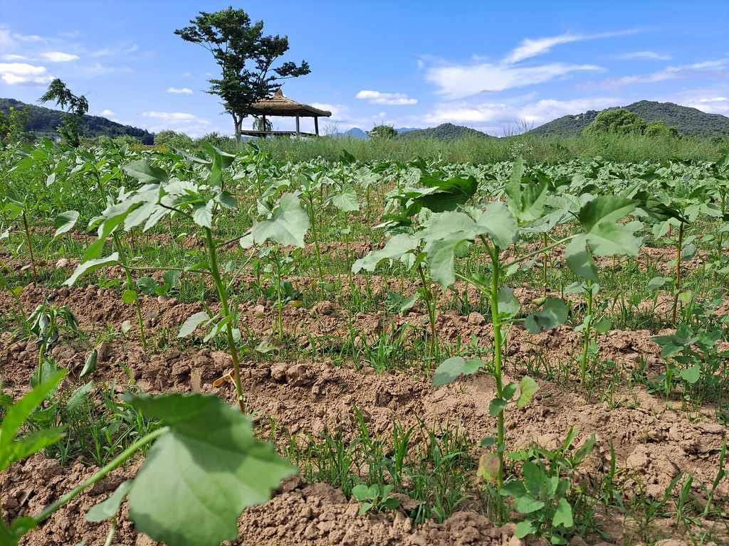 여주 남한강 당남리섬에 친환경 '케나프' 숲 10만㎡ 조성